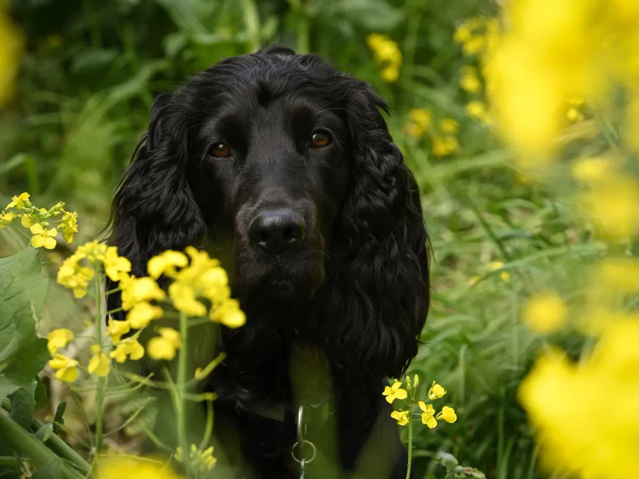 Billede 4 - Tilbydes til avl 