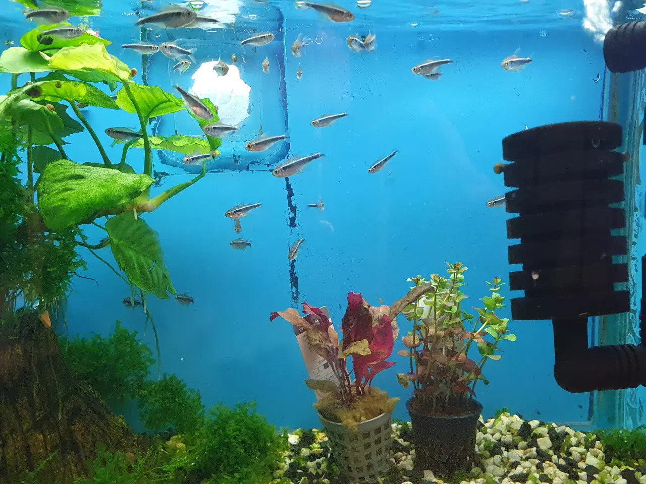 Billede 8 - Rød & Sort Neon sælges 🐟