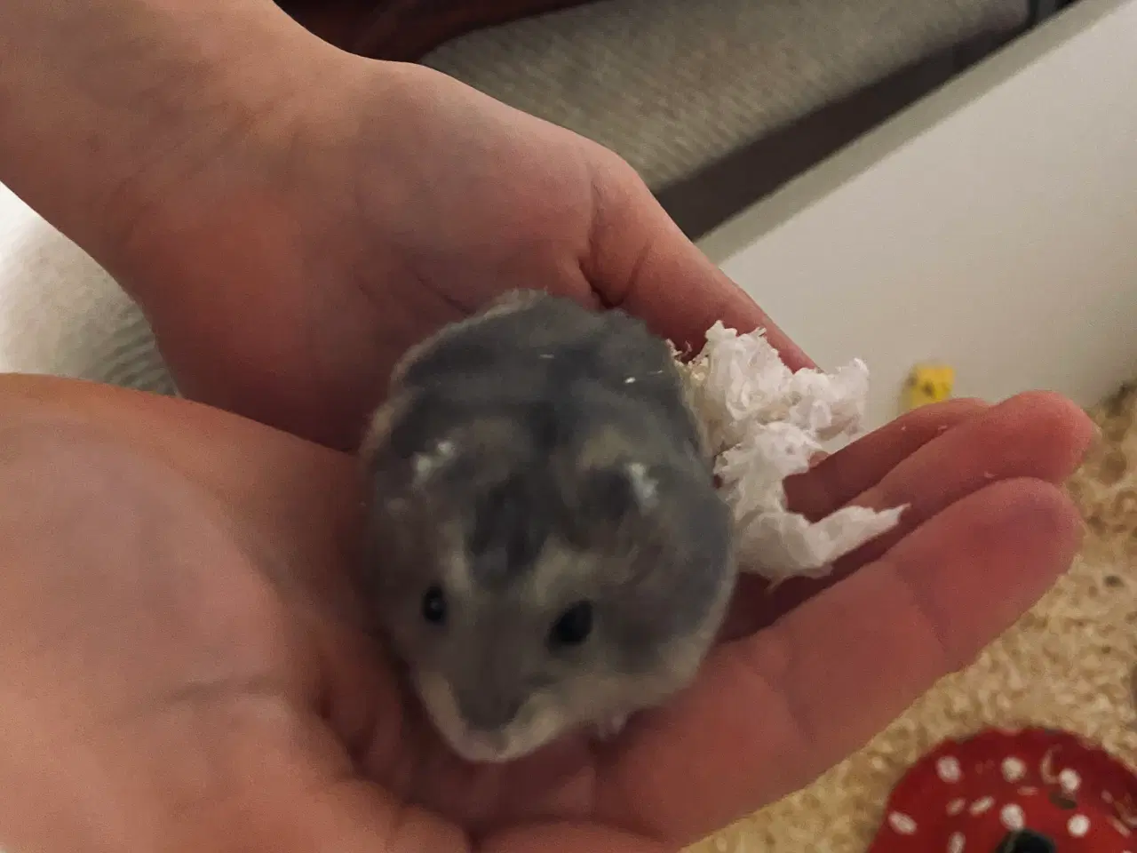 Billede 2 - Piger og drenge Hamster