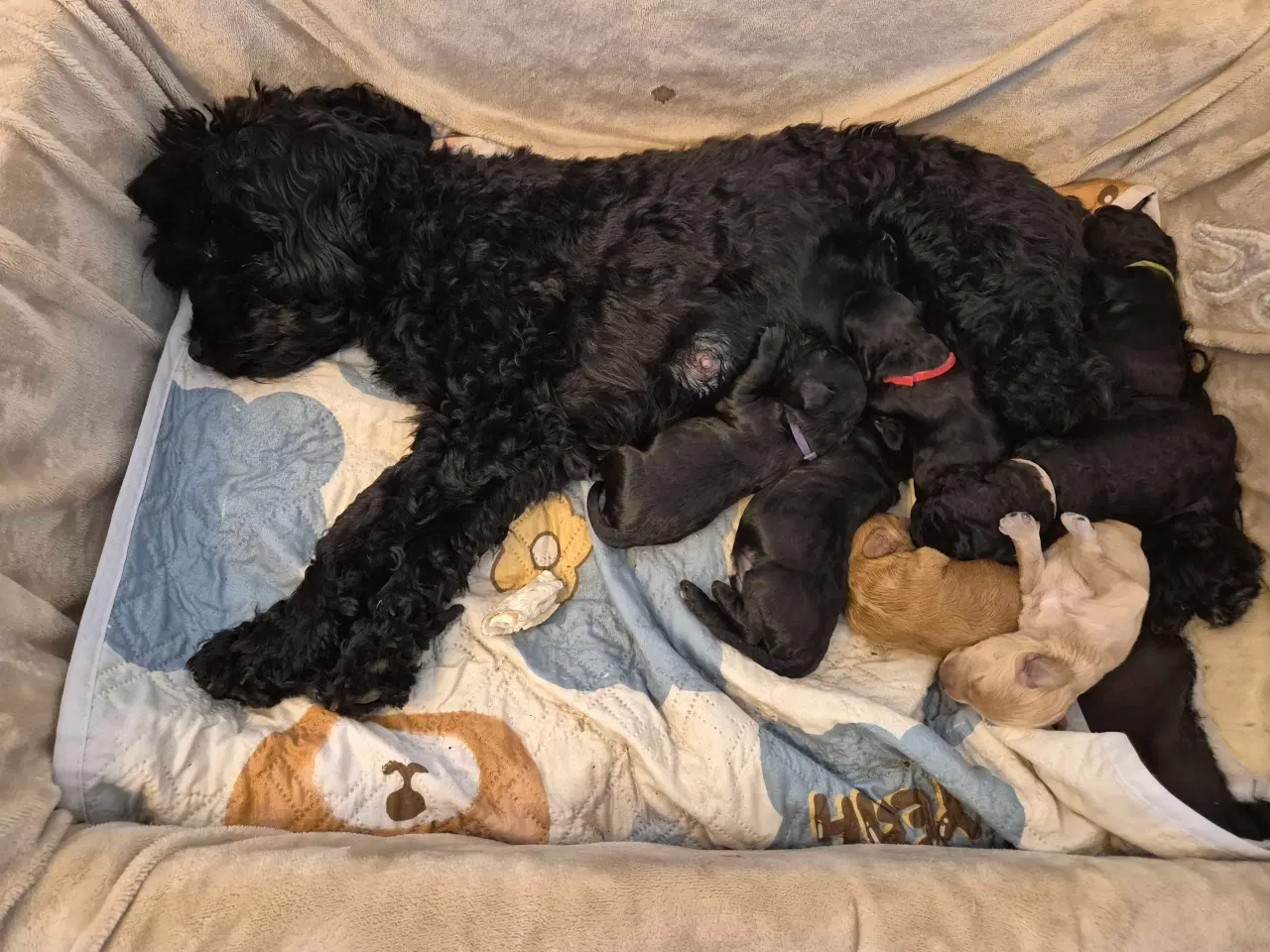 Billede 1 - Mini cockapoo f1B