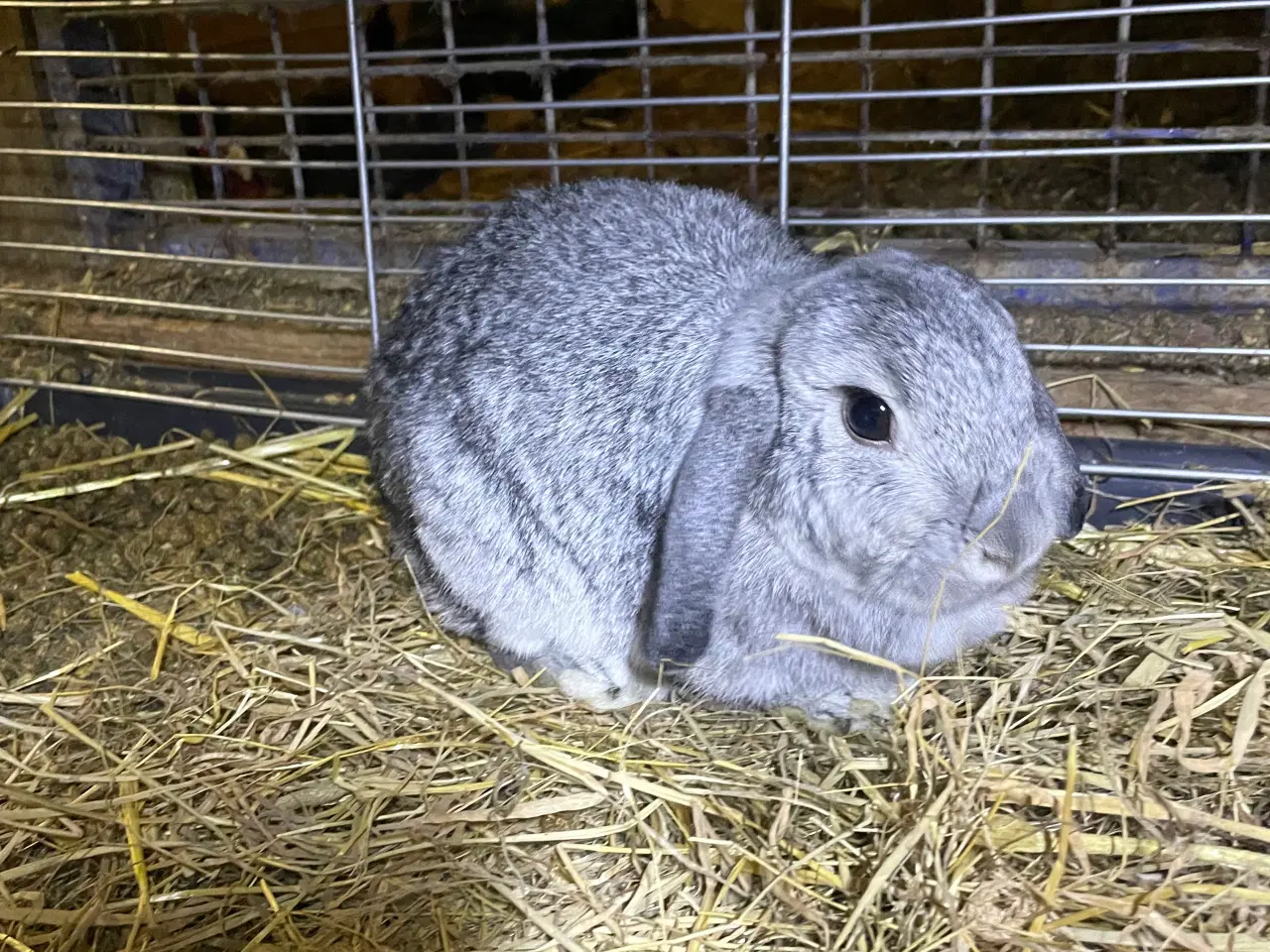 Billede 2 - Dværg vædder unger