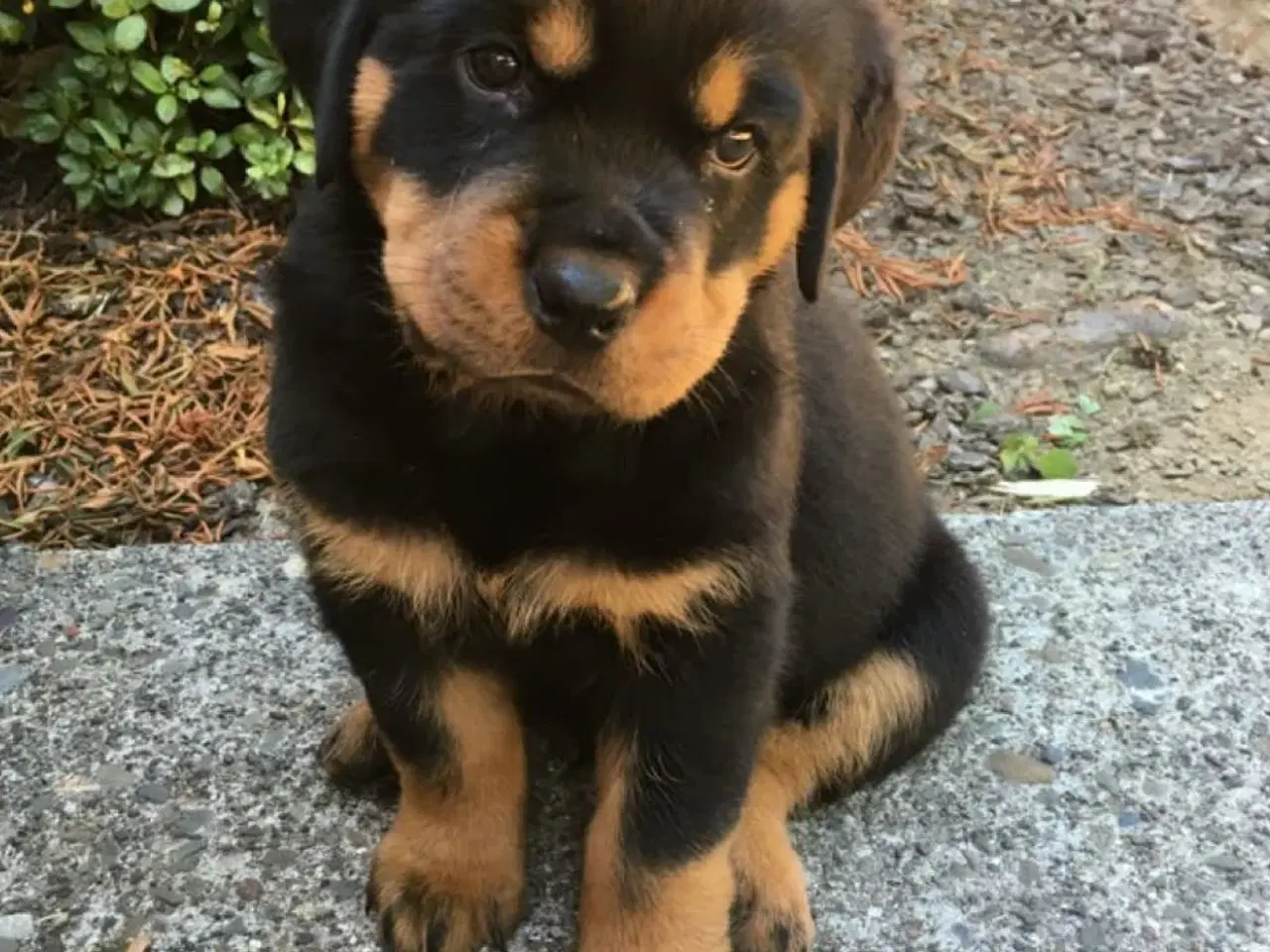 Billede 4 - Rottweiler hvalpe sælges 
