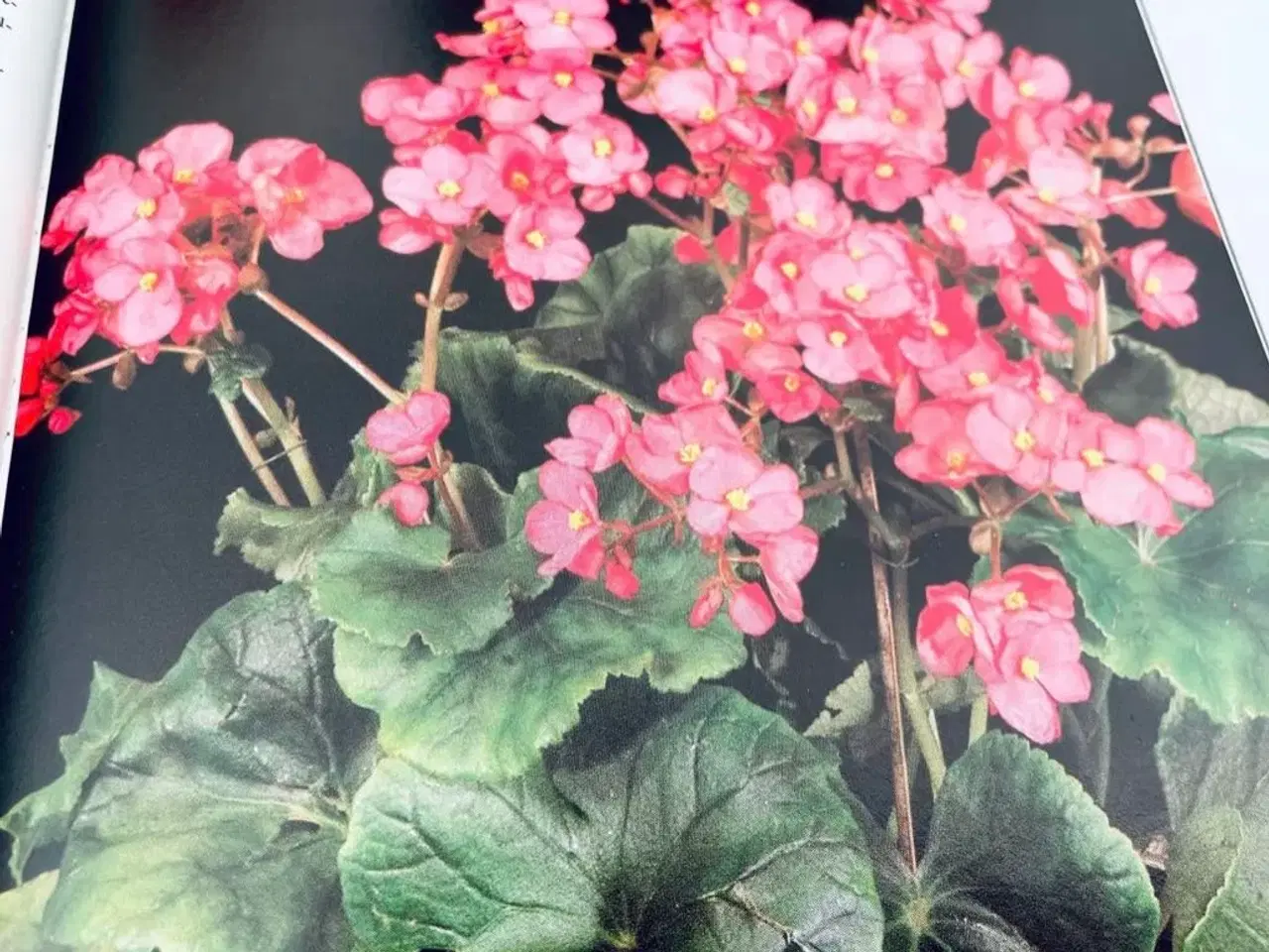 Billede 9 - Stueplanter bo bedre 