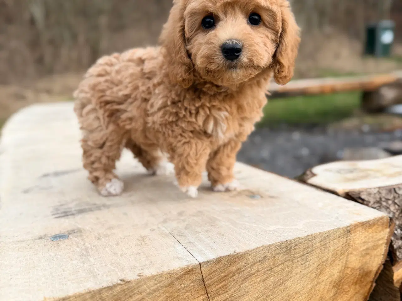 Billede 7 - Pooton dreng rejseklar nu