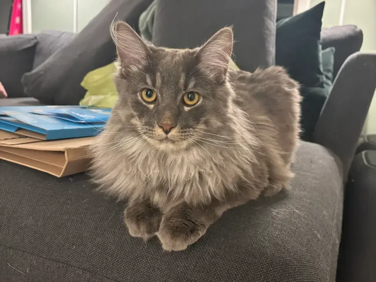 Billede 6 - Frida og Findus søger nyt hjem