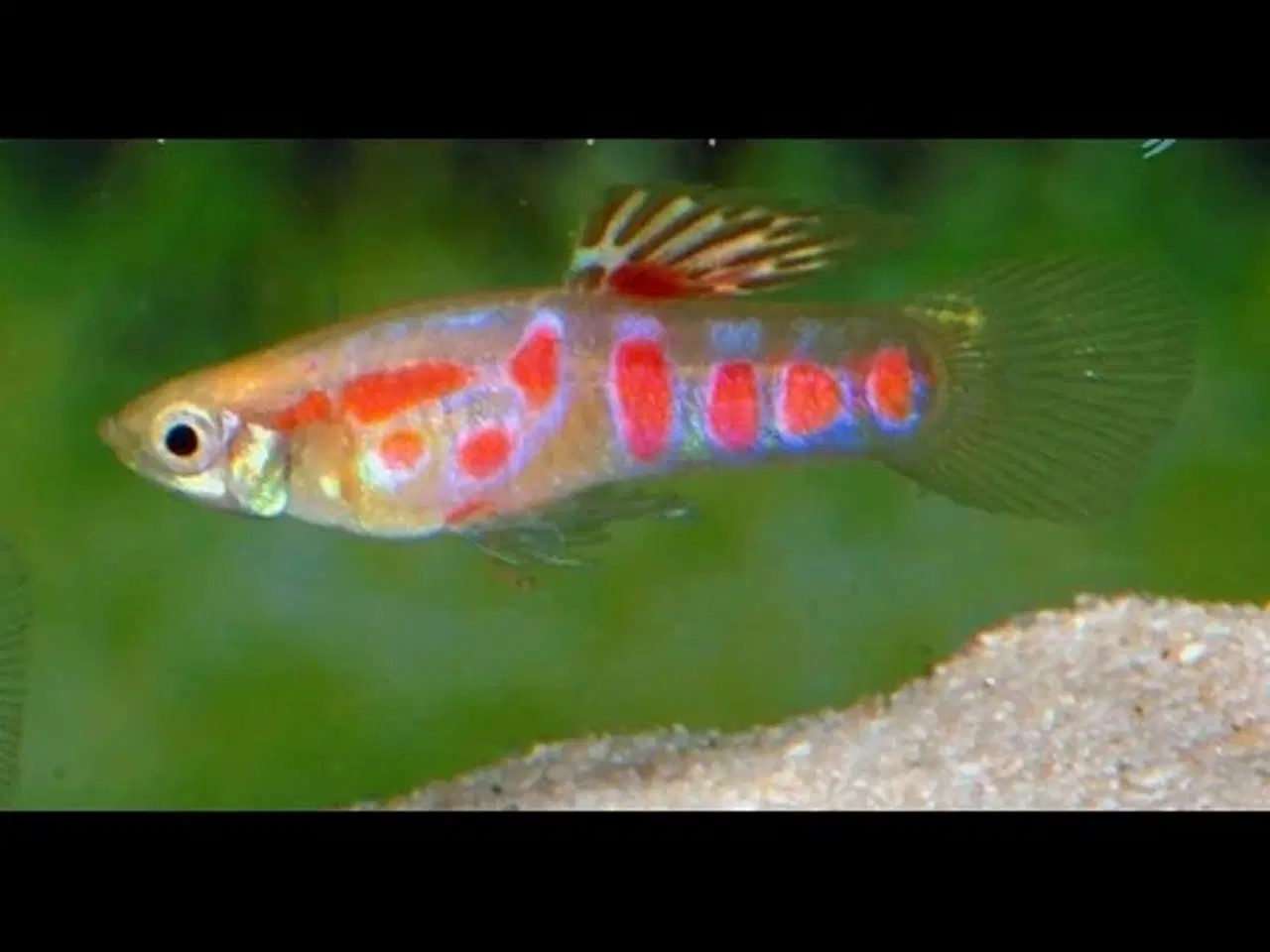 Billede 3 - Renstammet Guppy Endler (Ginga Rubra)