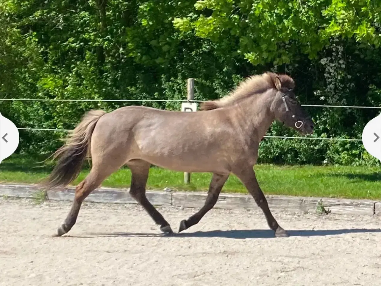 Billede 2 - Smuk sortblak hoppe