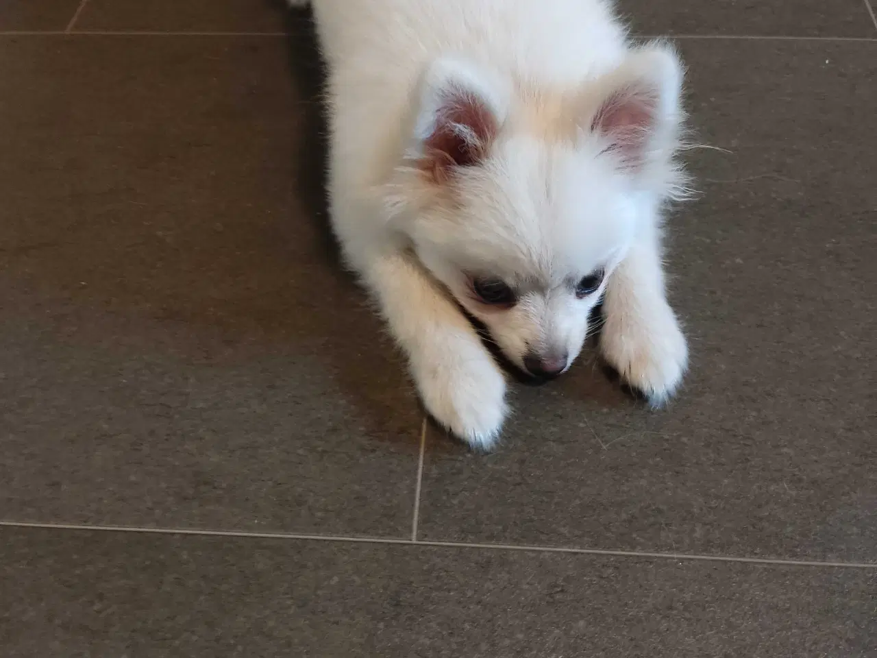 Billede 2 - Mini Pomeranian 