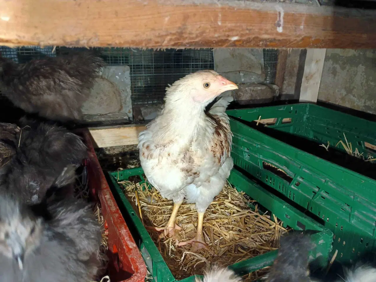 Billede 2 - Blænding race  Varmefri kyllinger  for Multi farve