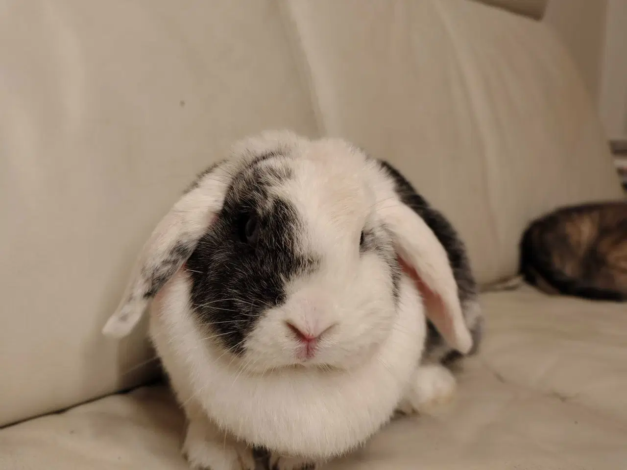 Billede 4 - Dværgvædder m. Tysk Afkomsattest 🌸