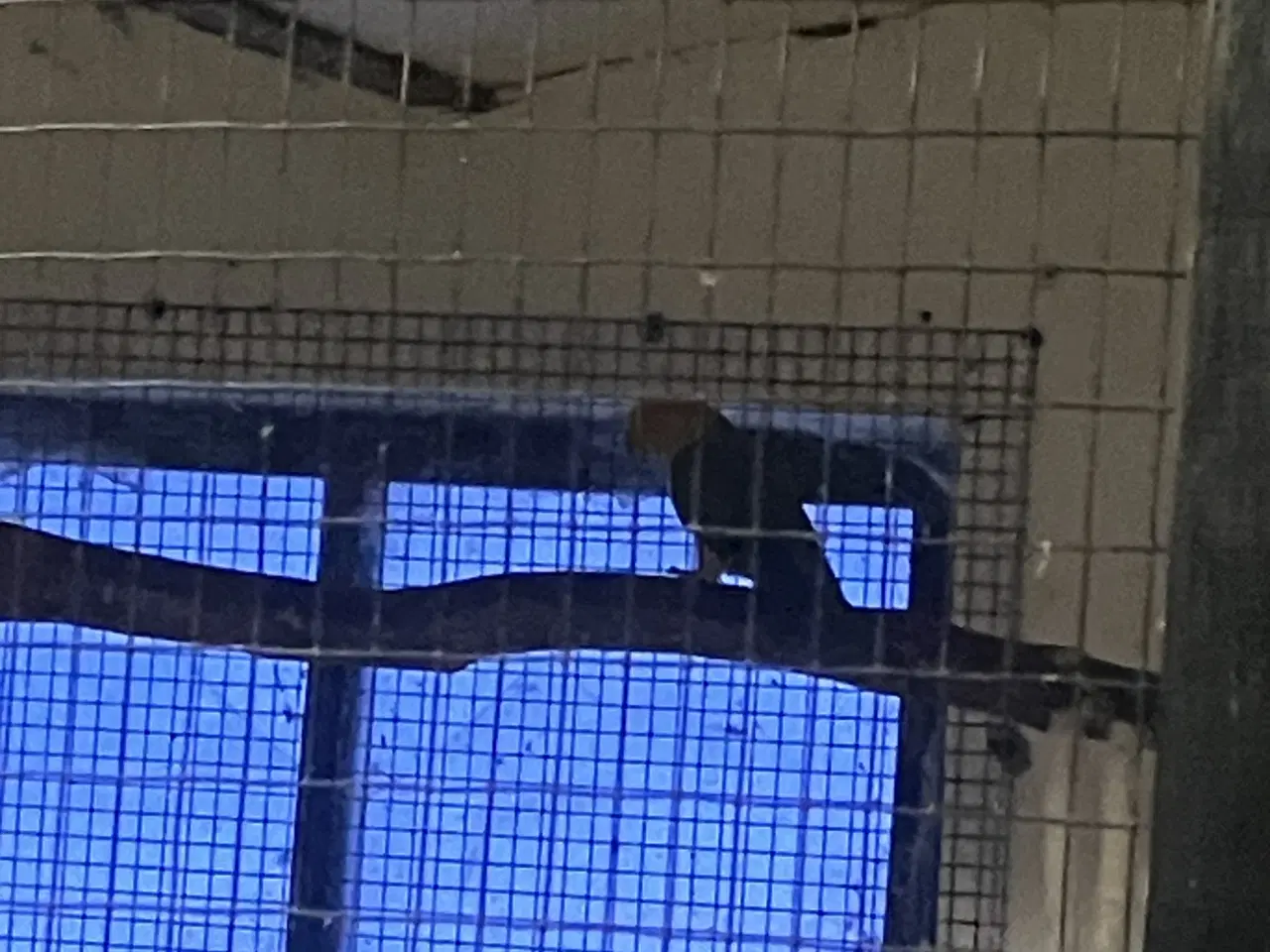 Billede 3 - Solparakitter 