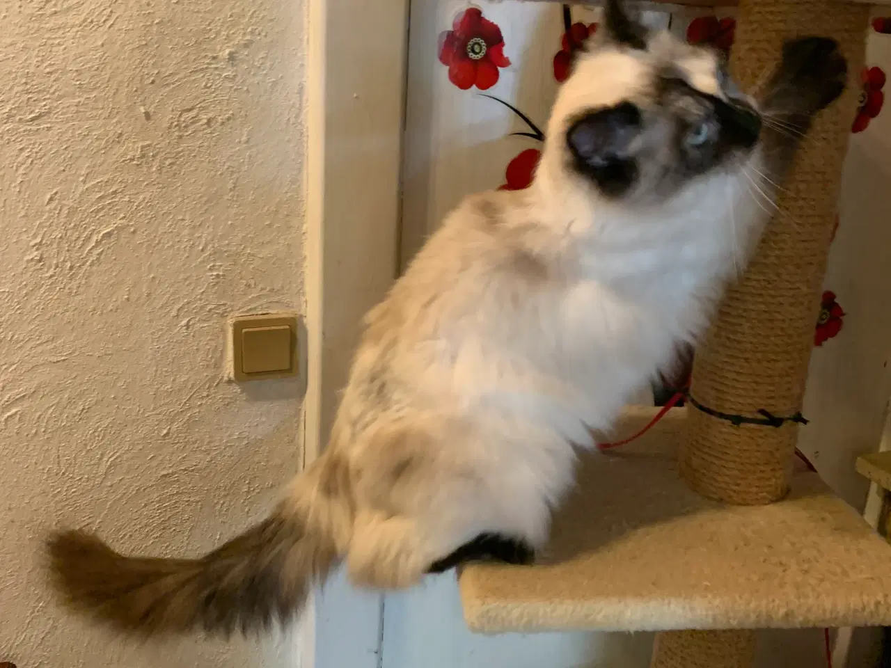 Billede 5 - Ragdoll - hun kat. 