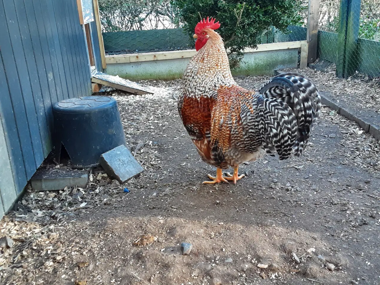 Billede 2 - Bielefelder hane fra september  2025