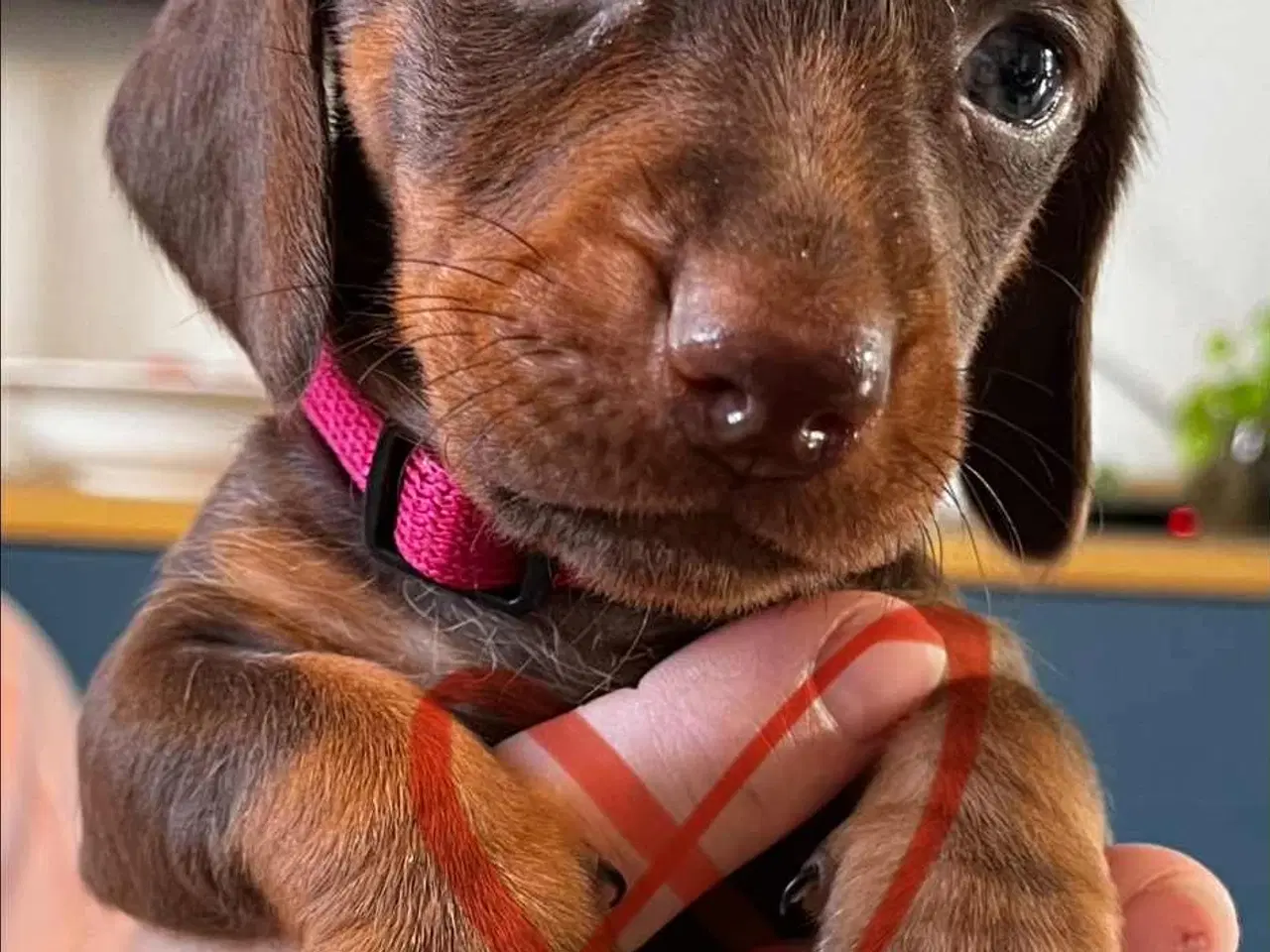 Billede 5 - Gravhunde hvalpe sælges 🐕