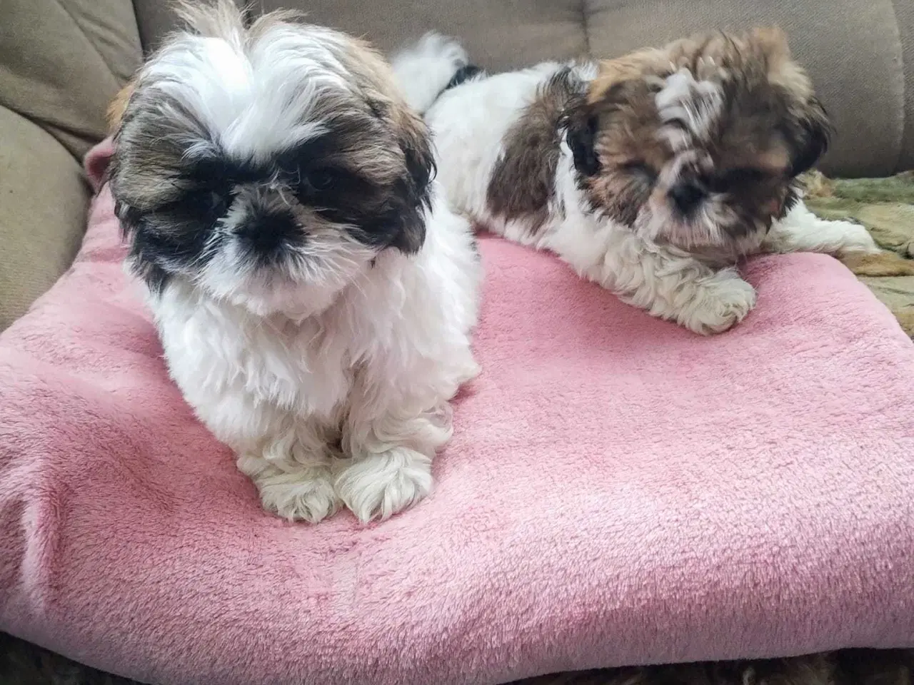 Billede 5 - Tu vidunderlige Shih Tzu