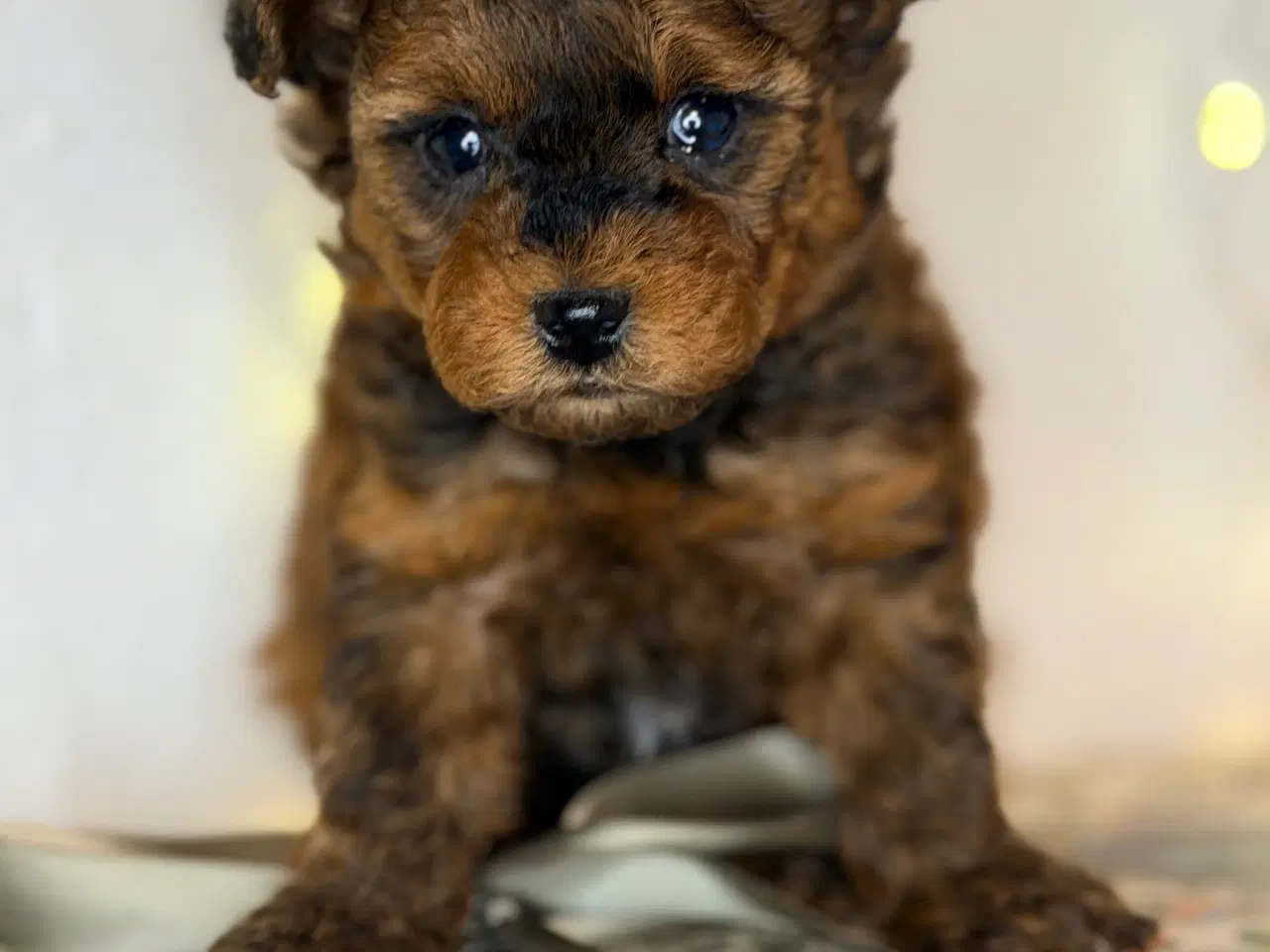 Billede 4 - Pomapoo F1B