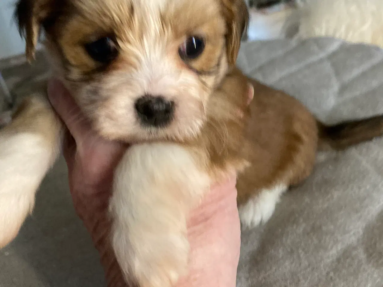 Billede 2 - Lhasa Apso/Bichon Havaneese hvalpe