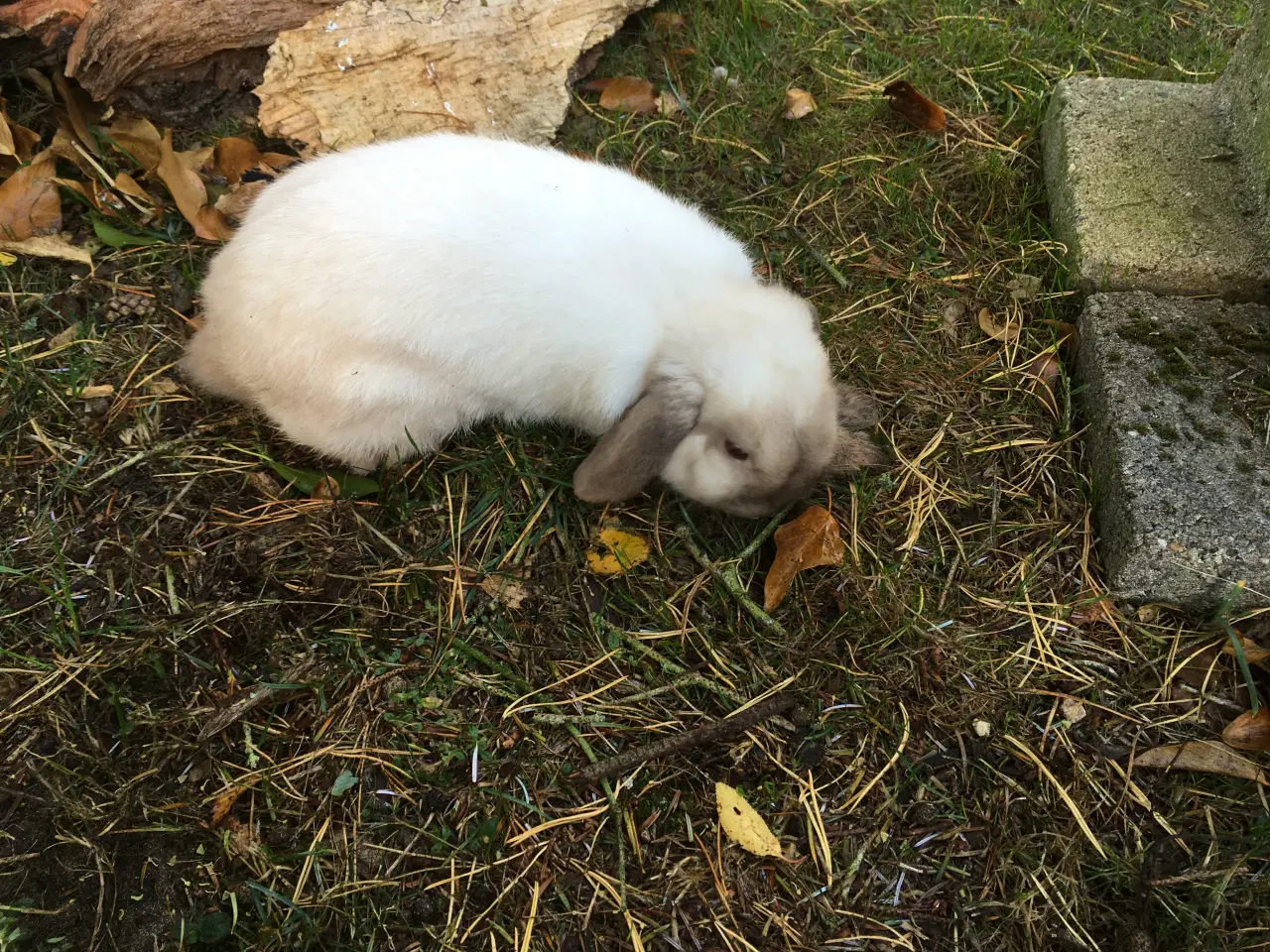 Billede 4 - Balder søger et kærligt hjem