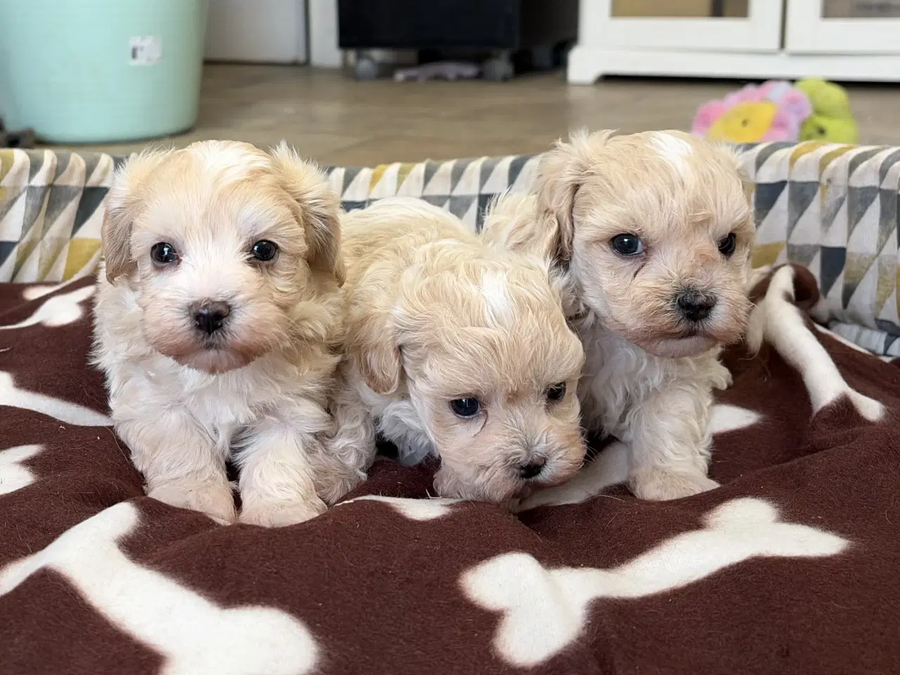 Billede 10 - Mini Maltipoo babyer 