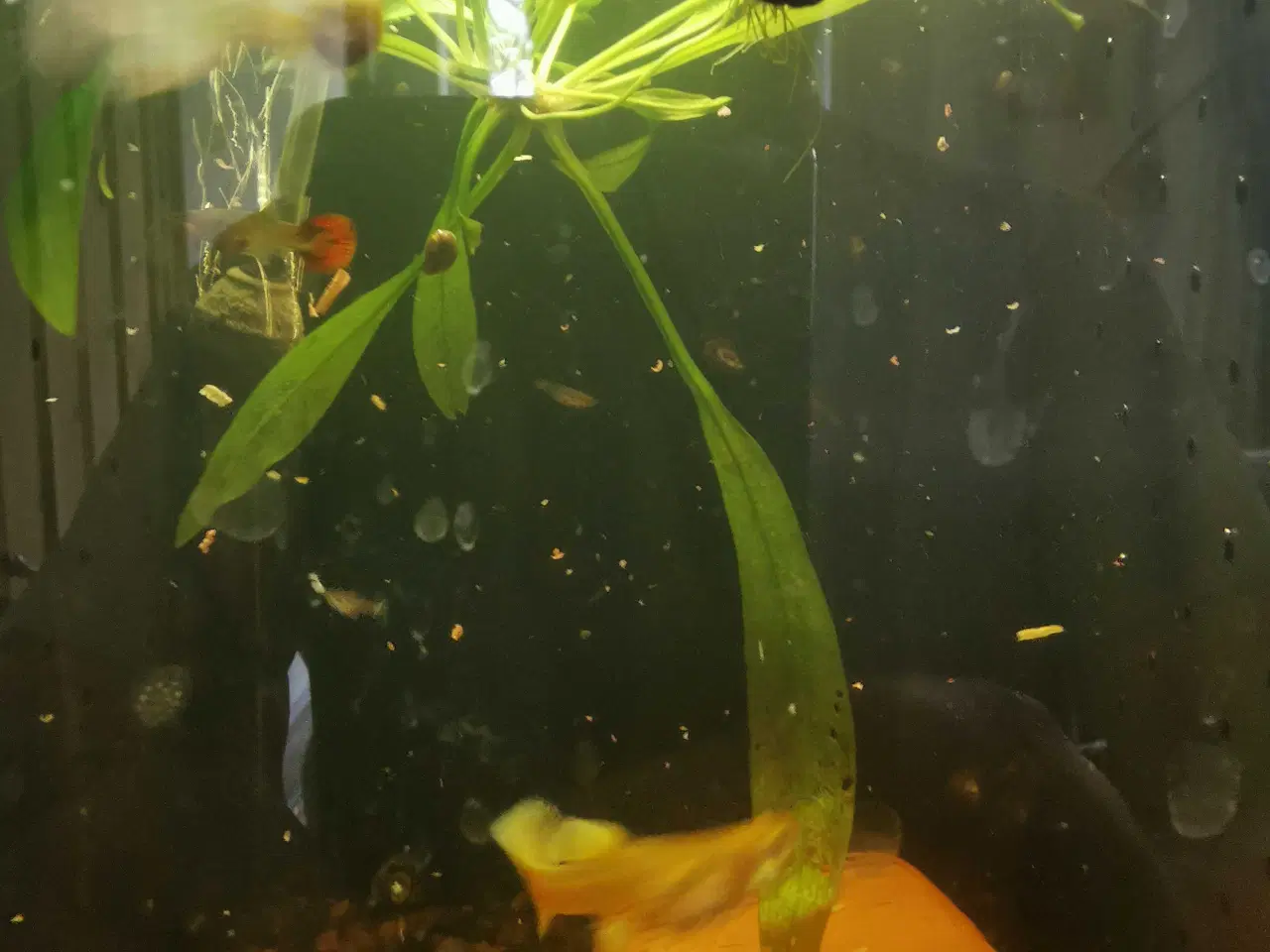Billede 2 - Guppy mix