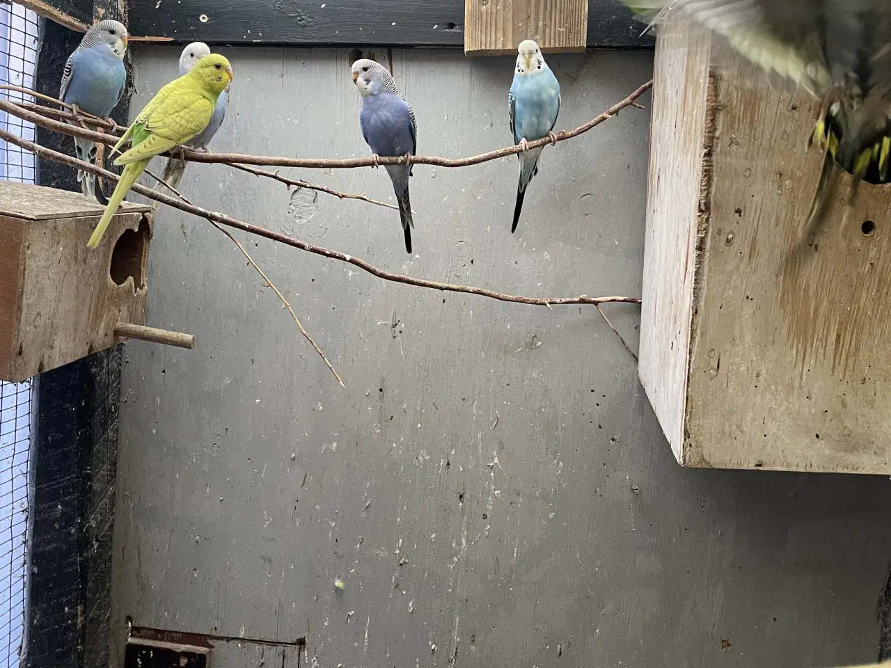 Billede 2 - Undulatunger