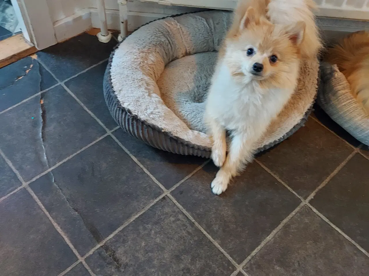 Billede 3 - Pomeranian hundnehvalp