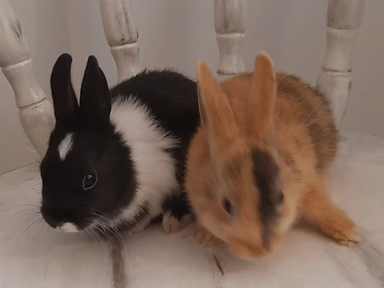 Billede 13 - 8 Unge kaniner🐰🐇 forskellige racer