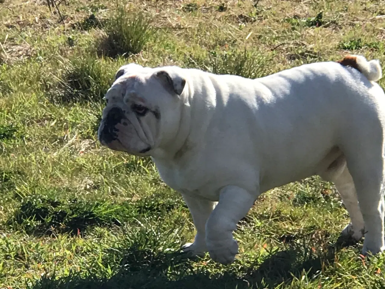 Billede 3 - Bulldog
