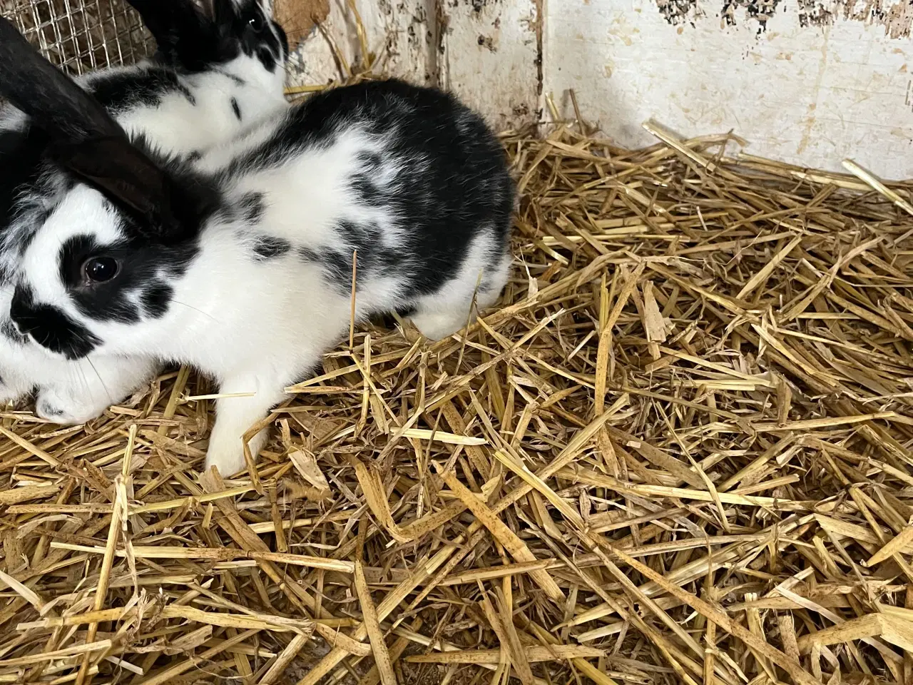 Billede 7 - Plettede unger