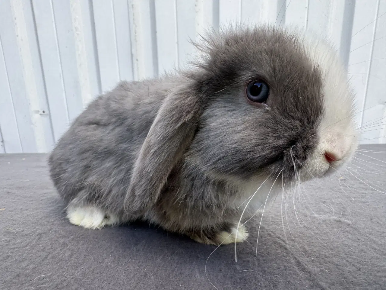 Billede 1 - Dværgvædder han kanin