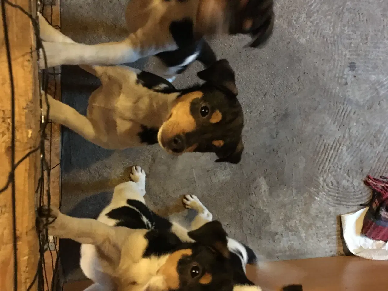 Billede 1 - Dansk Svensk Gårdhundehvalpe-4 han- og 2 tævehvalp