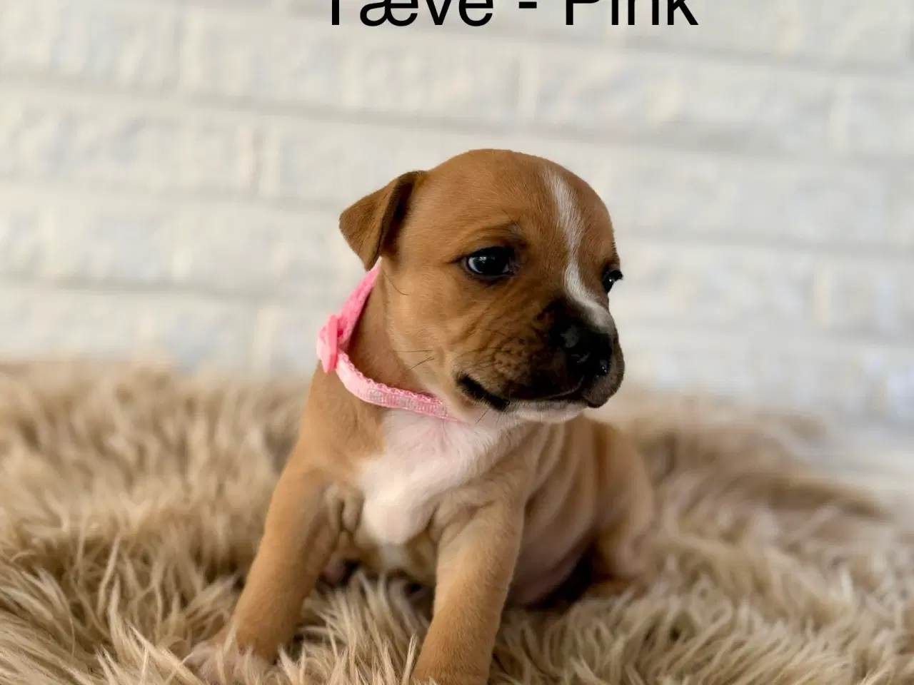 Billede 8 - 🐾 Staffordshire Bull Terrier hvalpe m. stamtavle
