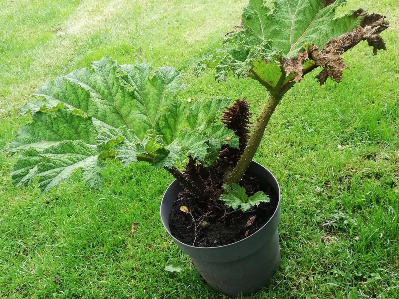 Billede 1 -  Mammut blad /Gunnera plante