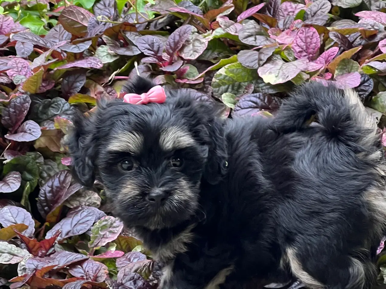 Billede 12 - 🐾Skønne familie hunde 🐾