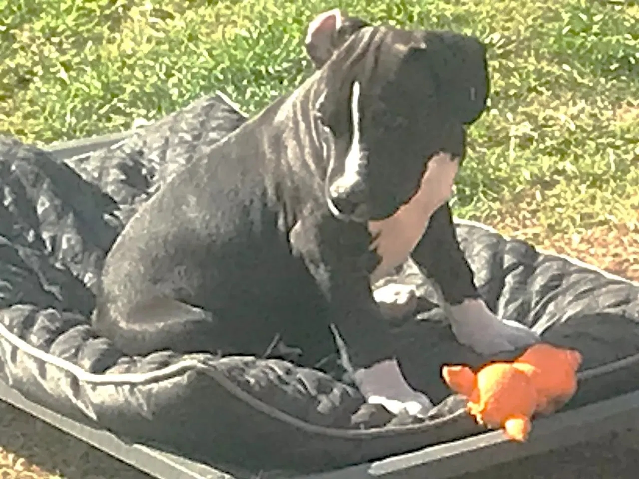 Billede 7 - Staffordshire Bull terrier hvalpe