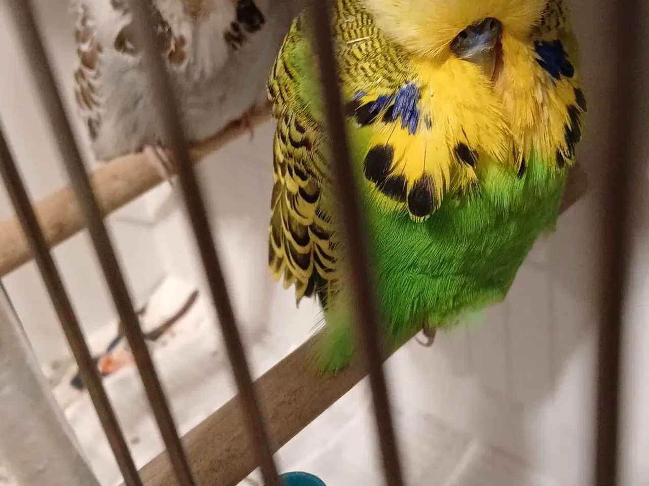 Billede 1 - 1 par Engelske undulater