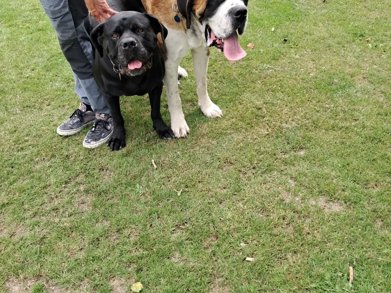 Billede 1 - Hvalpe mastiff / SanktBernhard