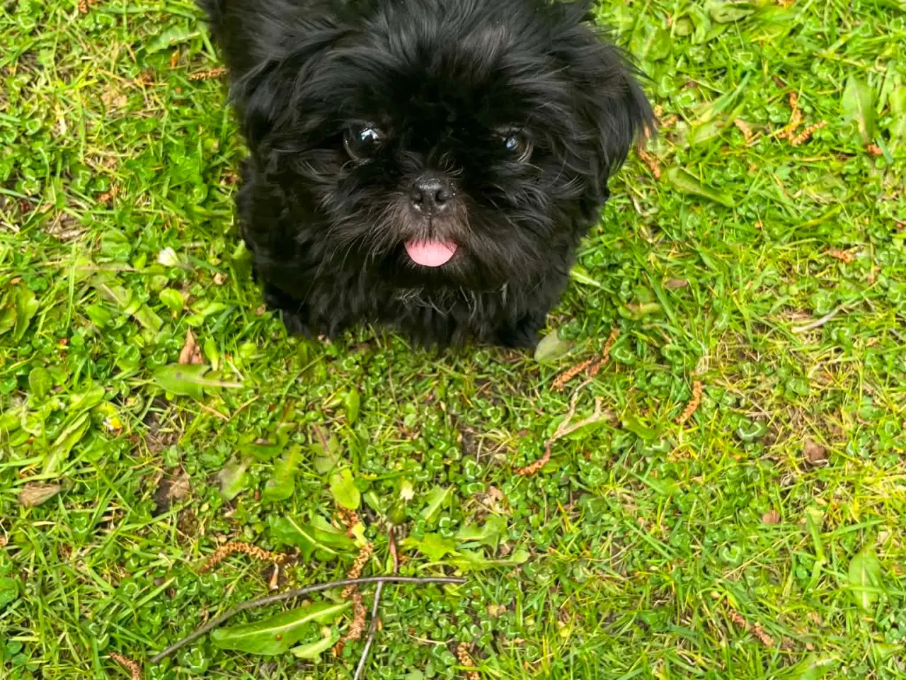 Billede 1 - Shih Tzu Smukke sorte hvalpe