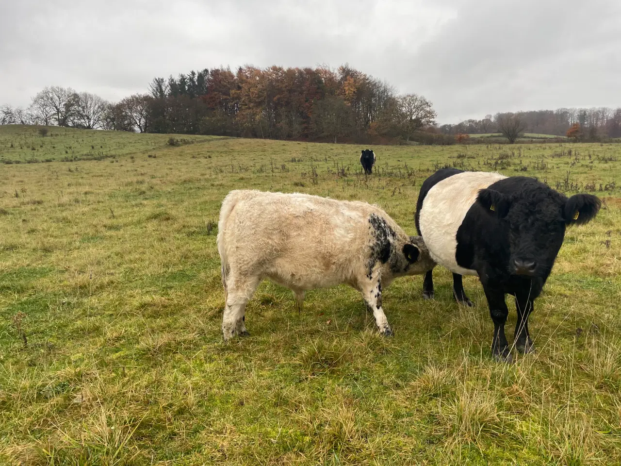 Billede 5 - 1 Angus/galloway tyre