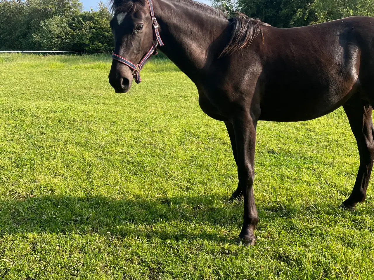 Billede 4 - Oldenborg blanding