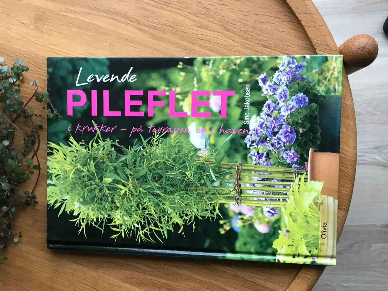 Billede 2 - Levende PILEFLET i krukker -på terrasser og i have