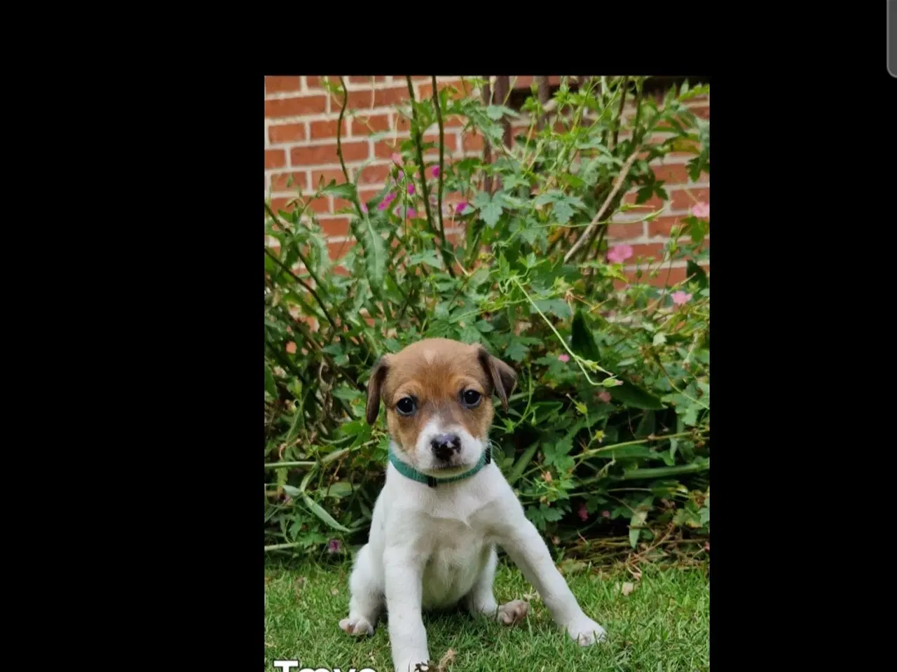 Billede 6 - Dansk svensk gårdhunde hvalpe 