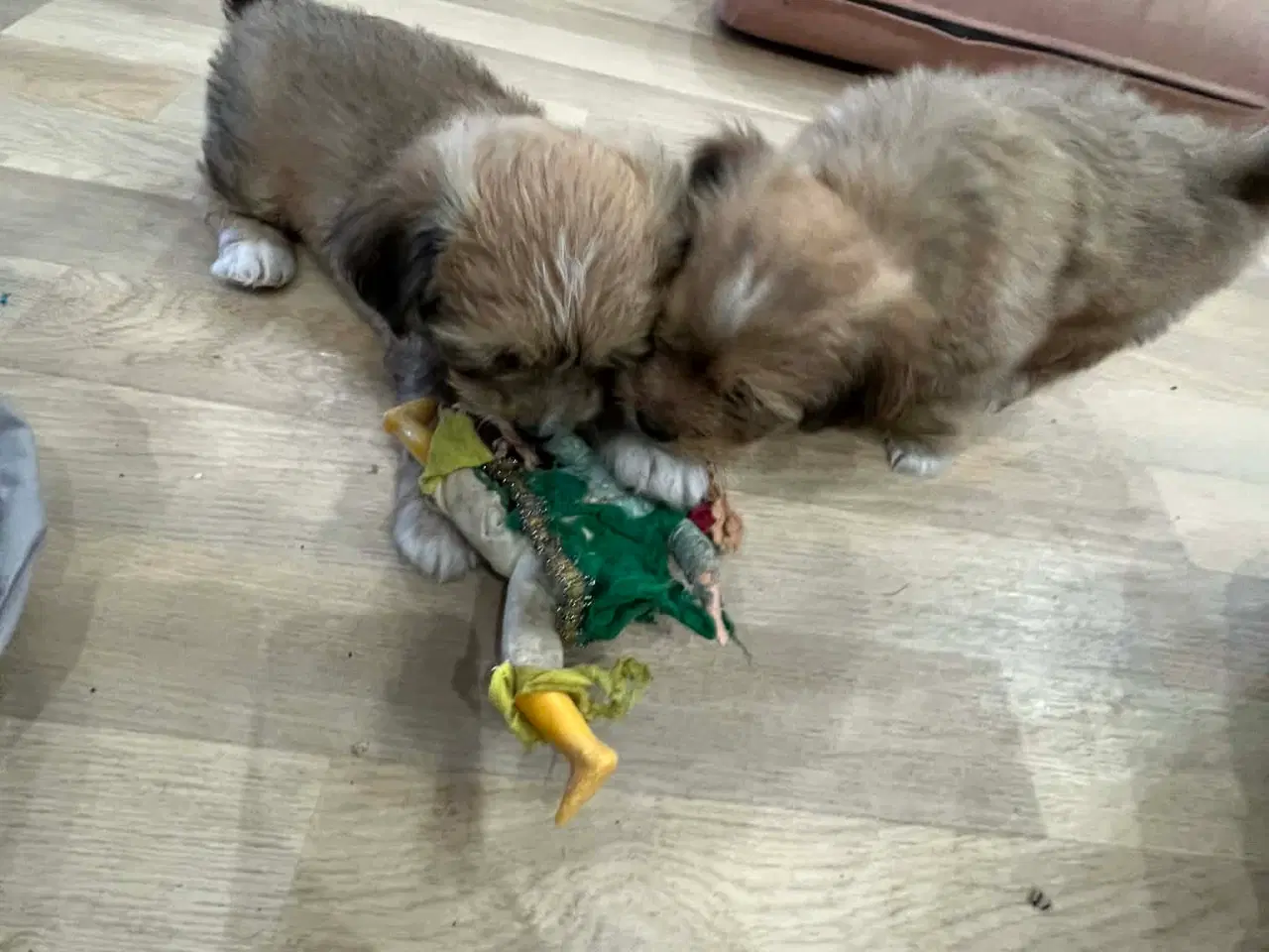 Billede 4 - Bichon Havanais hvalpe