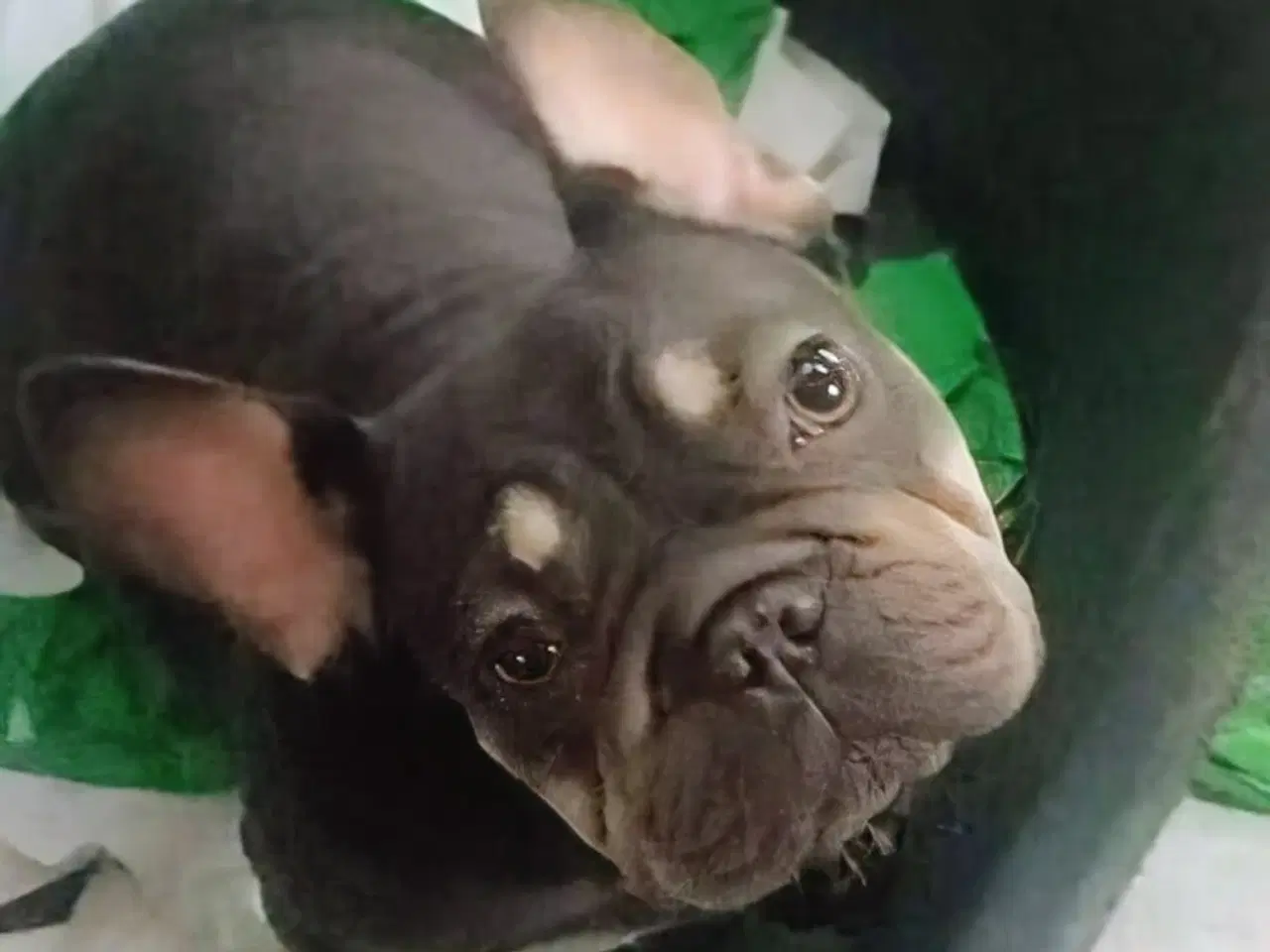 Billede 2 - Fransk Velvet bulldog. NEDSAT!