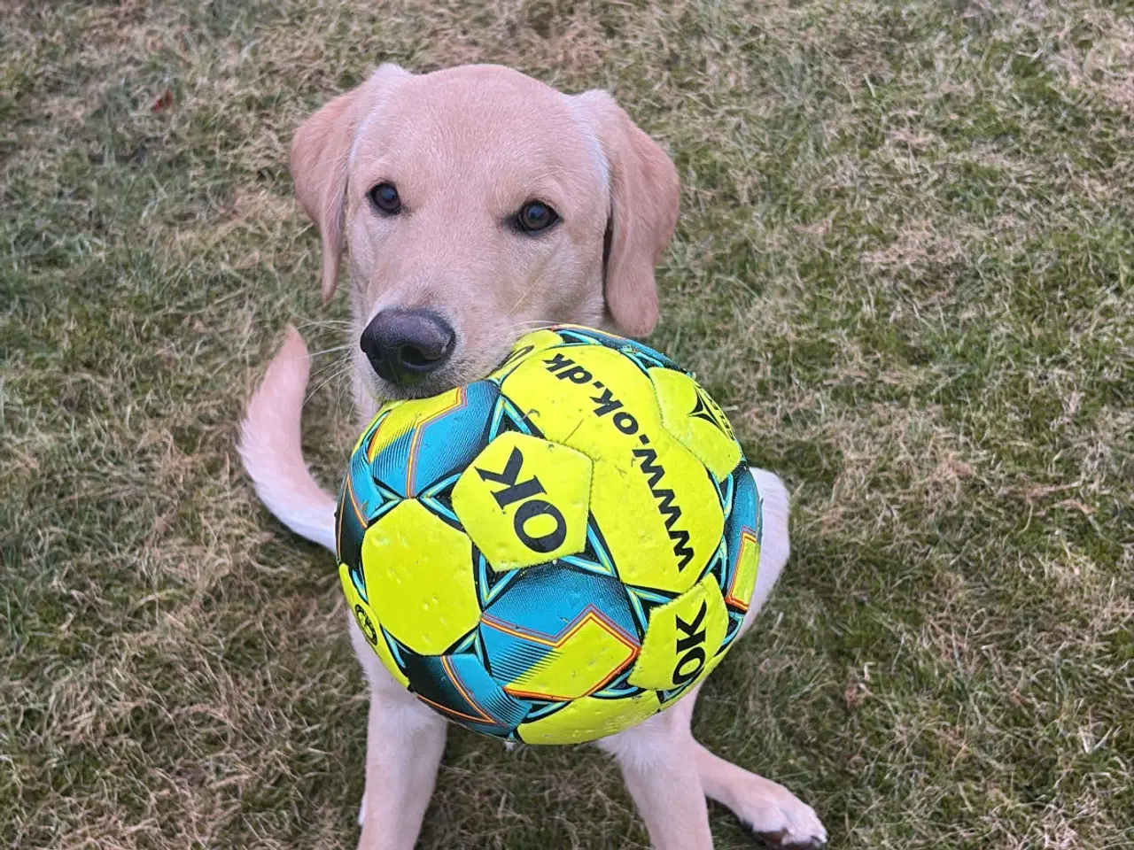 Billede 3 - Kærlig unghund søger nyt hjem