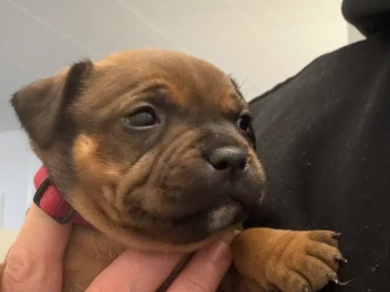 Billede 5 - Staffordshire Bullterrier hvalpe med stamtavle 