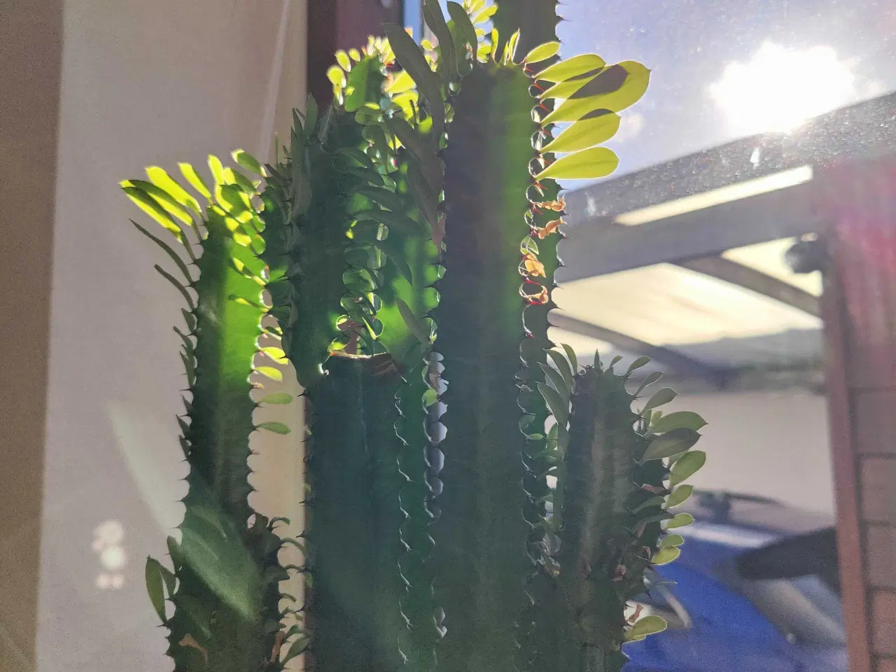 Billede 2 - Kaktus/sukkulent - Euphorbia trigona