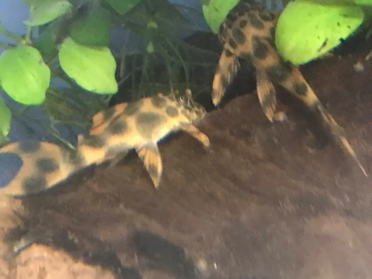 Billede 4 - Peckoltia sabaji L075