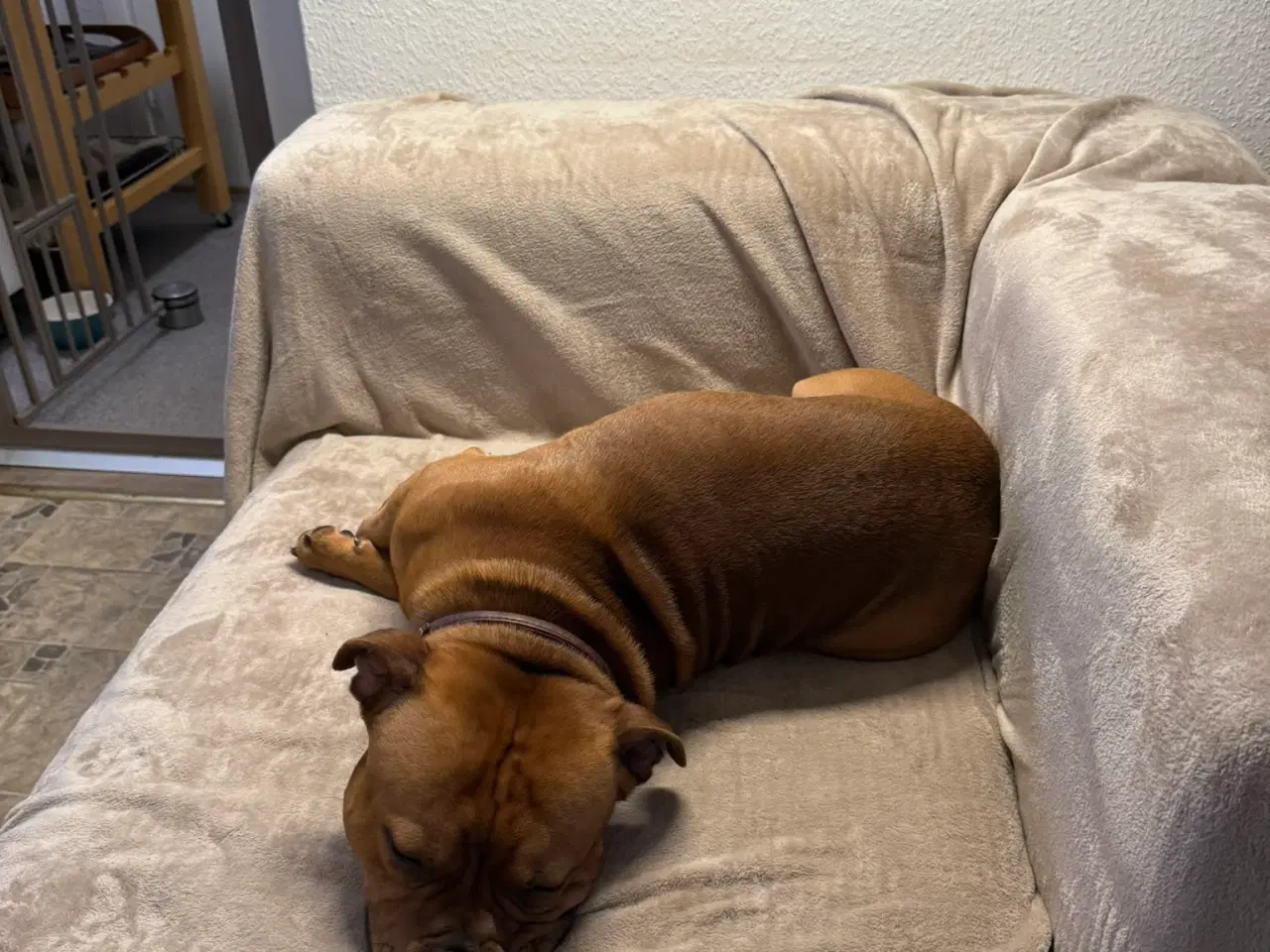 Billede 11 - Staffordshire Bull Terrier - Skøn hanhund