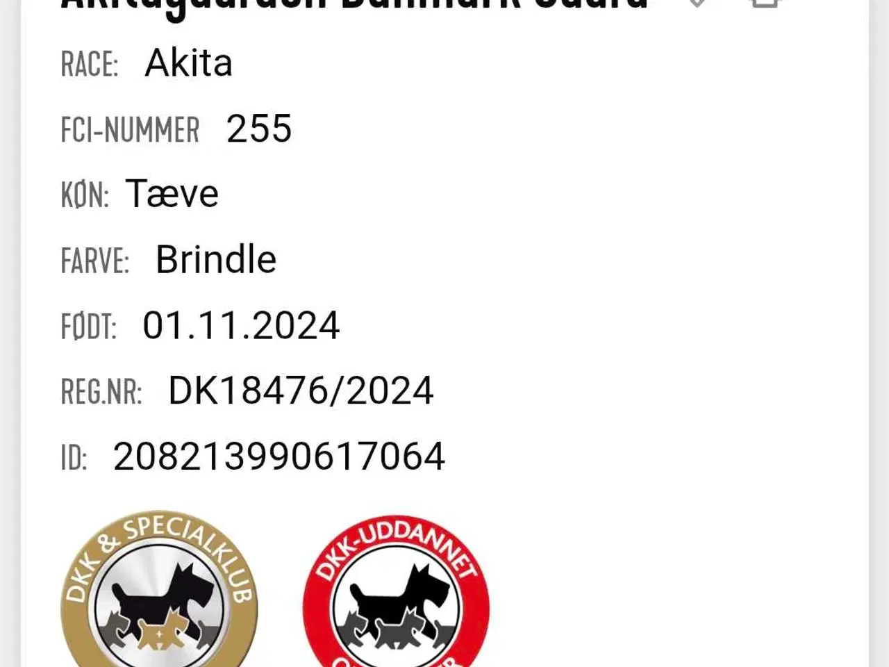 Billede 2 - Japansk akita 